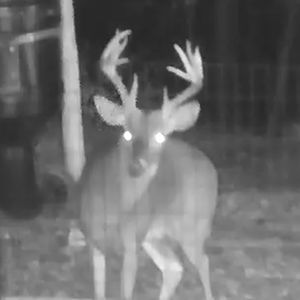 Meet your Posher, Pat